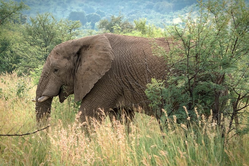 Wildlife safari